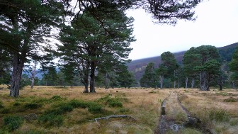 Glen Feshie