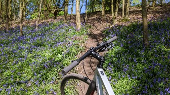 Outwood Trail Bluebells