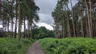 Delamere Forest