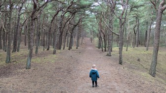 Squirrel Wood Formby