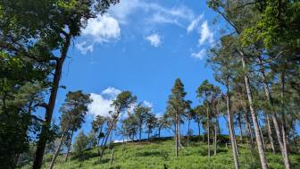Hase Bank Wood
