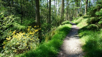 Grizedale Forest