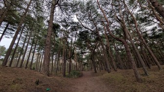 Squirrel Wood Formby